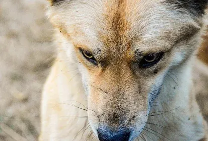 Perro con expresión agresiva, representando los riesgos de un ataque canino en Chelsea.
