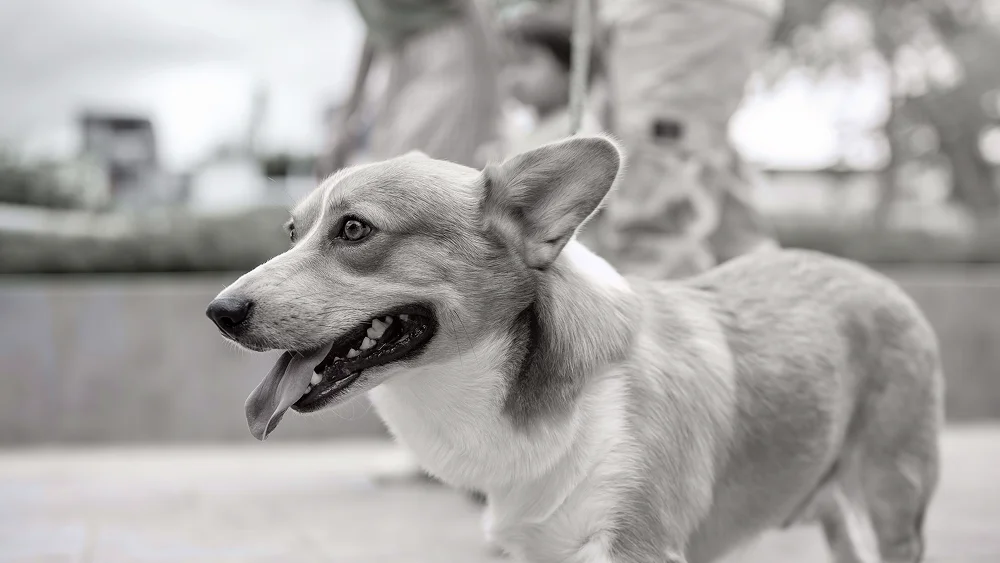 Perro agresivo durante un ataque a una persona.