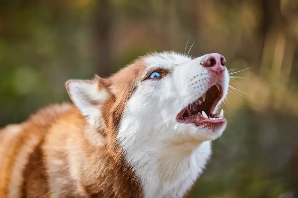 Perro husky de pelaje rojizo y blanco con ojos azules, ladrando con la boca abierta y los colmillos a la vista.