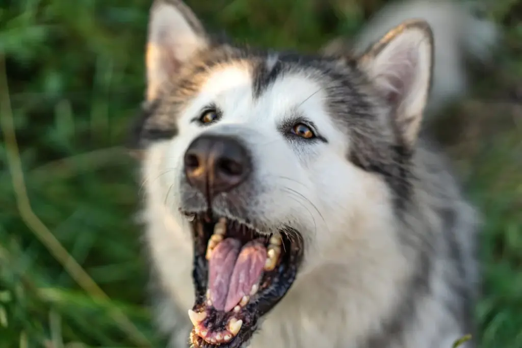 Perro malamute de pelaje gris y blanco con la boca abierta y los colmillos a la vista, sobre un fondo de césped.